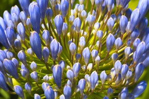 Agapanthus Blue And Green